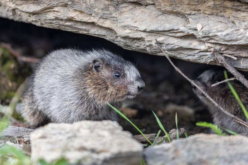 Marmotte de son terrier